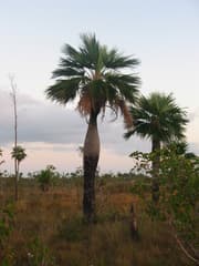 Cuban Petticoat Palm (Colpothrinax)