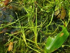 Eleogiton fluitans (Eleogiton fluitans)