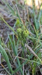 Three-nerved Sedge (Carex trinervis)