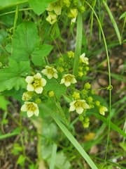 Wild Hops (Bryonia)
