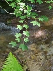 Lobel's Maple (Acer lobelii)
