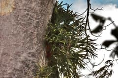 Staghorn Fern (Platycerium alcicorne)