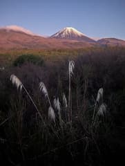 South Island Toetoe (Austroderia fulvida)