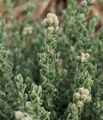 Dune Cress (Cressa cretica)