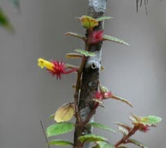 Goldfish Plant (Columnea domingensis)