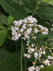 Chinese Elderberry (Sambucus chinensis)