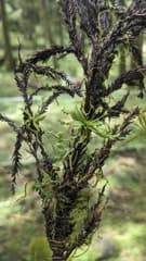 Strap-leaf Orchid (Taeniophyllum)
