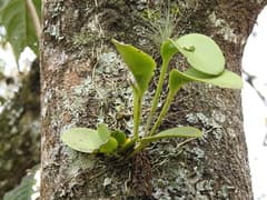 Pleurothallis circumplexa (Acianthera circumplexa)