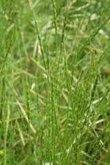 Tausch's Goatgrass (Aegilops tauschii)