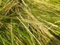 Meadow Barley (Hordeum secalinum)