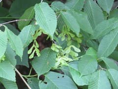 Hornbeam Maple (Acer carpinifolium)