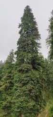 West Himalayan Fir (Abies pindrow)