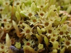 Bog Tassel-moss (Aulacomnium turgidum)