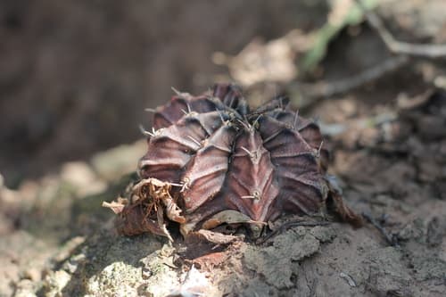 Moon Cactus (Gymnocalycium mihanovichii)