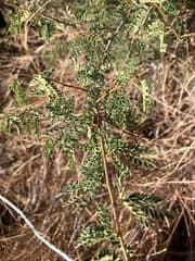 False Aralia (Archidendropsis)