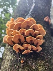 Enokitake (Flammulina velutipes)