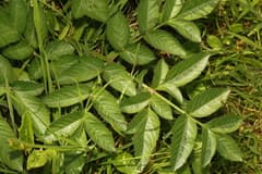 Wild Angelica (Angelica sylvestris)
