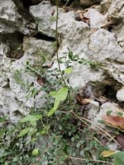 Prickly Oplonia (Oplonia spinosa)