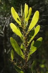 Acacia kydrensis (Acacia kydrensis)
