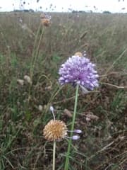 Allium assimile (Allium assimile)