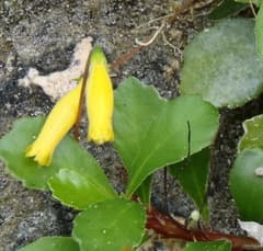 Gesner (Gesneria)