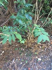 Rubella Beautyberry (Callicarpa rubella)