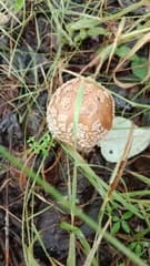 Blusher (Amanita rubescens)