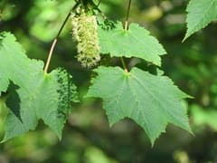 Ukurundu Maple (Acer ukurunduense)