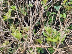 Shiny Leaf Aglaia (Aglaia rimosa)