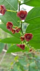Snow Bush (Breynia)
