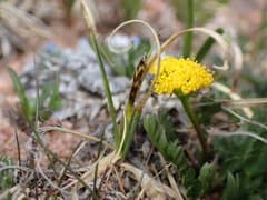 Rock Sedge (Carex rupestris)