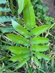 Rough maidenhair fern (Abacopteris aspera)