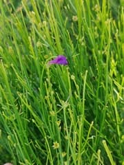 False Fumitory (Dodartia)