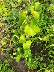 Lesser Yam (Dioscorea esculenta)