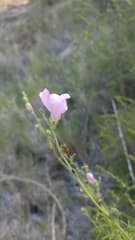 Snapdragon (Antirrhinum litigiosum)
