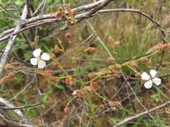 Brazilian Fireworks (Acisanthera)