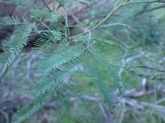 Deane's Wattle (Acacia deanei)