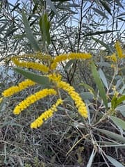 Wattle (Acacia leptostachya)