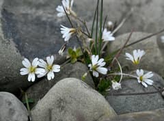 Arctic Mouse-ear (Cerastium arcticum)