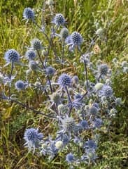 Blue Eryngo (Eryngium planum)