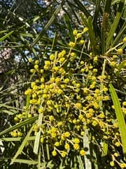 Ingram's wattle (Acacia ingramii)