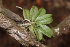 King Orchid (Drymoanthus)