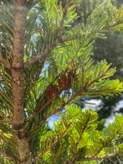 Sakhalin Fir (Abies sachalinensis)