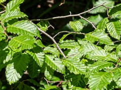 Oriental Hornbeam (Carpinus orientalis)