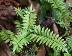 Adiantum latifolium (Adiantum latifolium)