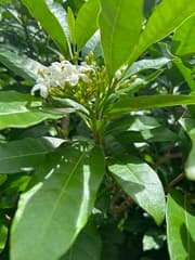 Tabernaemontana rotensis (Tabernaemontana rotensis)