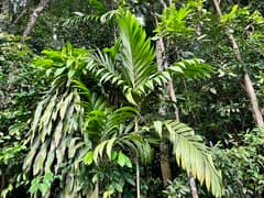 Betel Palm (Areca)