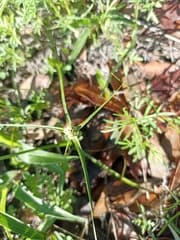 Cyperus seslerioides is also known as Flat Sedge (Cyperus seslerioides)