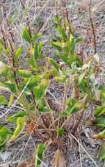 Wild Beet (Beta trigyna)
