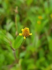 Toothache Plant (Acmella)